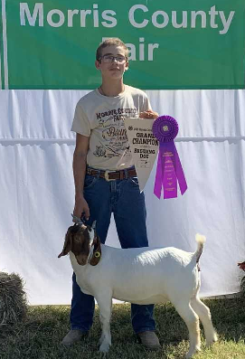 Champion Breeding Doe - Lakoddah Downes