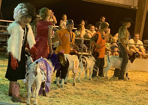 Goat Costume Contest