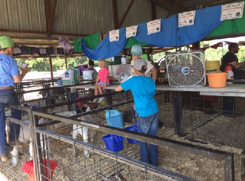 Hanging Out in the Barn1