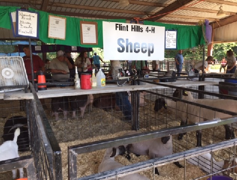 Sheep pens