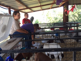 Hanging out in the Barn3