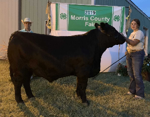 MR County Born Champion Market Steer - Chancy Johnson