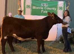 Reserve Champion Breeding Heifer - Carissa Dalquest