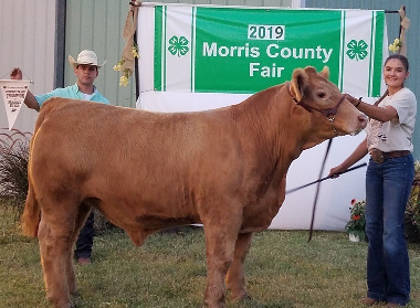 Reserve Champion Market Steer - Heather Patry