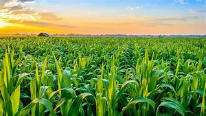 Corn field at sunrise